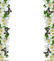 Zweig der Jasminblüten isoliert auf weißem Hintergrund foto