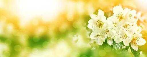 weißer jasmin der zweig zarte frühlingsblumen foto