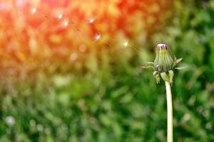 flauschige Löwenzahnblüte foto