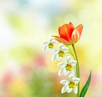 Frühlingslandschaft. schöne frühlingsblumen tulpe foto
