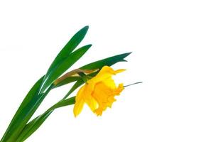 Frühlingsblumen Narzissen isoliert auf weißem Hintergrund foto