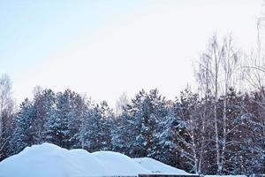 Wald im Frost. Winterlandschaft. schneebedeckte Bäume. foto