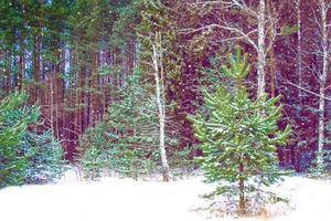 gefrorener Winterwald mit schneebedeckten Bäumen. foto