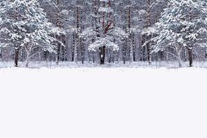 Wald im Frost. Winterlandschaft. schneebedeckte Bäume. foto