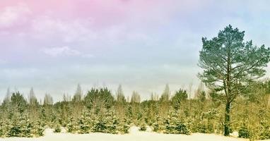 gefrorener Winterwald mit schneebedeckten Bäumen. foto