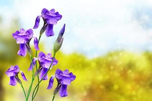 helle bunte irisblumen auf einem hintergrund der frühlingslandschaft. foto