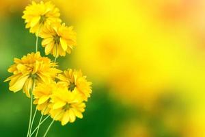 bunte Dahlienblumen auf einem Hintergrund der Herbstlandschaft foto