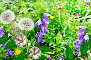 Sommerlandschaft. Wildblumen foto