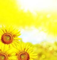 Schönes Sonnenblumenfeld im Sommer. gelbe Blumen foto