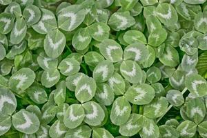 grüne Kleeblätter auf einer Hintergrundsommerlandschaft. St.Patrick's Day foto