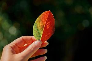 Nahaufnahme natürlichen Herbst Herbstansicht Frauenhände, die rotes orangefarbenes Blatt auf dunklem Parkhintergrund halten. inspirierende natur oktober oder september hintergrundbild. wechsel der jahreszeiten konzept. foto