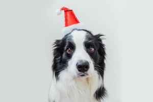 lustiges Porträt des netten lächelnden Hündchen-Border-Collie, der Weihnachtskostüm roten Weihnachtsmann-Hut trägt, der auf weißem Hintergrund lokalisiert wird. vorbereitung für urlaub frohes weihnachtskonzept foto