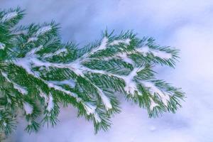 gefrorener Winterwald mit schneebedeckten Bäumen. foto