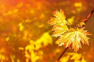 Herbstlandschaft mit leuchtend buntem Laub. Indischer Sommer. foto