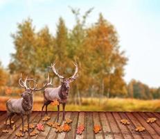 Tierhirsche im Herbstwald in einer Landschaft. foto