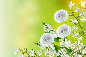 Blumenhintergrund mit hellen Frühlingsblumenglocken foto