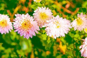 bunte Chrysanthemenblumen auf einem Hintergrund der Herbstlandschaft foto