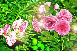 Sommerlandschaft. Blumen Rosen foto