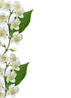 Zweig der Jasminblüten isoliert auf weißem Hintergrund foto