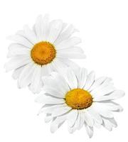Gänseblümchen Sommer weiße Blume isoliert auf weißem Hintergrund. foto