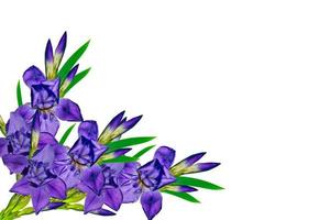 Frühlingsblumen Iris isoliert auf weißem Hintergrund. foto