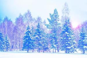 gefrorener Winterwald mit schneebedeckten Bäumen. foto