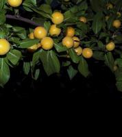 frische Pflaumen aus dem Garten isoliert auf schwarzem Hintergrund. Natur foto