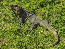 leguan auf gras tulum ruinen maya-stätte tempelpyramiden mexiko. foto