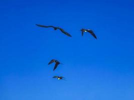 Fregat-Vögelherde fliegen blauer Himmelshintergrund auf Holbox-Mexiko. foto