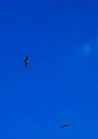 fregat vögel herde fliegen blauer himmel hintergrund contoy island mexico. foto