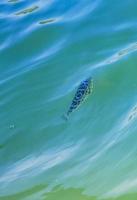 tropische fische schwimmen im grünen türkisblauen wasser holbox mexiko. foto