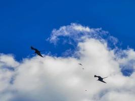 fregat vögel herde fliegen blauer himmel hintergrund contoy island mexico. foto