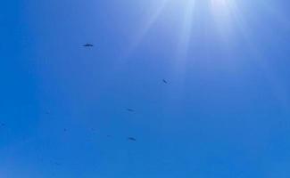 fregat vögel herde fliegen blauer himmel hintergrund contoy island mexico. foto