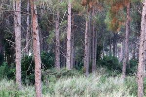 hohe Bäume in einem Wald im Norden Israels foto