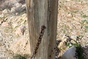 textur von holz und baumrinde. foto