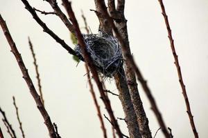 Vogelnest auf einem Baum im Park. foto