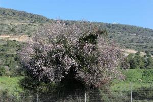 Mandelblüten in einem Stadtgarten in Israel. foto