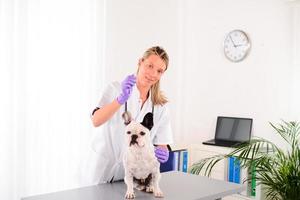 fröhlicher junger Tierarzt, der sich um die französische Bulldogge des Haustierhundes kümmert