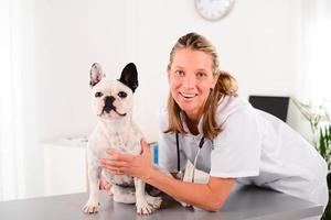 fröhliche junge blonde Veterinär, das sich um Hund französische Bulldogge kümmert