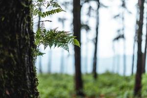 Wald und grüne Bäume nach dem Regen foto