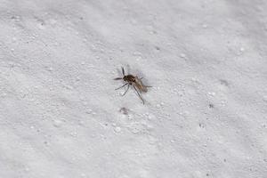 ausgewachsene Stechmücke foto