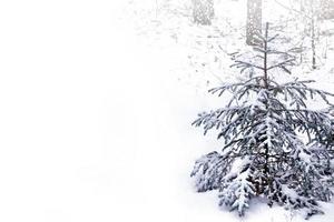 Wald im Frost. Winterlandschaft. schneebedeckte Bäume. foto