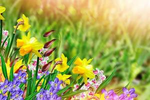 schöne frühlingsblumen narzissen. gelbe Blumen. foto