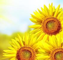 Schönes Sonnenblumenfeld im Sommer. gelbe Blumen foto