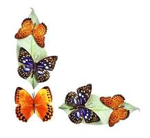 Schmetterling auf Blättern isoliert auf weißem Hintergrund foto