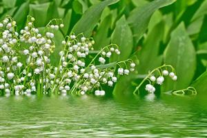 Frühlingslandschaft. Blumen Maiglöckchen foto