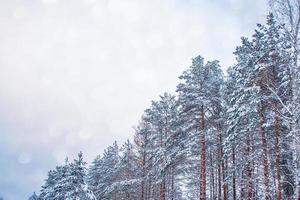 gefrorener Winterwald mit schneebedeckten Bäumen. foto