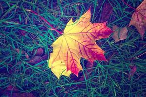 Herbstlandschaft mit leuchtend buntem Laub. Indischer Sommer. foto