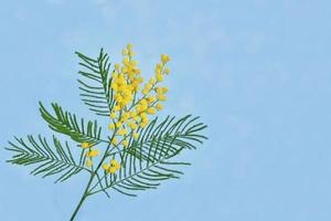 Busch der gelben Frühlingsblumen Mimose foto