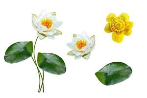Blume Seerose foto